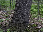 Click to see Y_DSF2372-ISO-400-MINUS-1EV.JPG