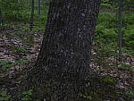 Click to see Y_DSF2377-ISO-800-MINUS-2EV.JPG
