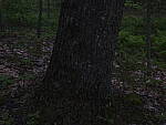 Click to see Y_DSF2382-ISO-1600-MINUS-3EV.JPG