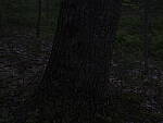 Click to see Y_DSF2405-ISO-100-ESHUTTER-MINUS-4EV.JPG