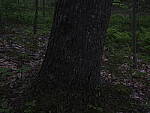 Click to see Y_DSF2406-ISO-100-ESHUTTER-MINUS-3EV.JPG