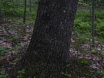 Click to see Y_DSF2407-ISO-100-ESHUTTER-MINUS-2EV.JPG