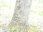 Click to see Y_DSF2412-ISO-100-ESHUTTER-PLUS-3EV.JPG