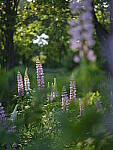 Click to see Y_DSF2418.JPG