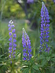 Click to see Y_DSF2435.JPG