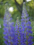 Click to see Y_DSF2443.JPG