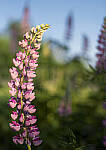 Click to see Y_DSF2461-MOD.JPG