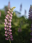 Click to see Y_DSF2461.JPG