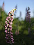 Click to see Y_DSF2466.JPG