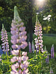 Click to see Y_DSF2471-MOD.JPG