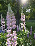 Click to see Y_DSF2471.JPG