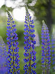 Click to see Y_DSF2482-MOD.JPG