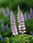 Click to see Y_DSF2488.JPG