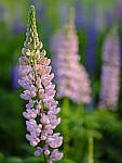 Click to see Y_DSF2495.JPG