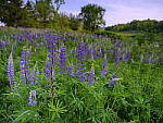 Click to see Y_DSF2539.JPG