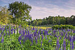 Click to see Y_DSF2550-MOD.JPG