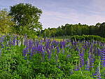 Click to see Y_DSF2554.JPG