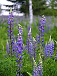 Click to see Y_DSF2579.JPG