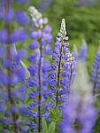 Click to see Y_DSF2585.JPG