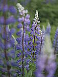 Click to see Y_DSF2586.JPG