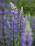 Click to see Y_DSF2587.JPG
