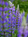 Click to see Y_DSF2588.JPG