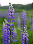 Click to see Y_DSF2595-COLOR-CHROME-OFF.JPG