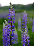 Click to see Y_DSF2597-COLOR-CHROME-STRONG.JPG