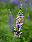 Click to see Y_DSF2611.JPG