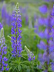 Click to see Y_DSF2615.JPG