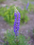 Click to see Y_DSF2622.JPG