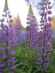 Click to see Y_DSF2630.JPG