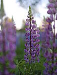 Click to see Y_DSF2633.JPG
