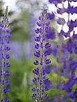 Click to see Y_DSF2635.JPG