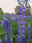 Click to see Y_DSF2645-MOD.JPG