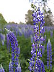 Click to see Y_DSF2645.JPG