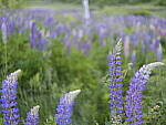 Click to see Y_DSF2658.JPG
