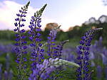 Click to see Y_DSF2679.JPG