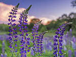 Click to see Y_DSF2682-MOD.JPG