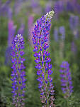 Click to see Y_DSF2695-MOD.JPG