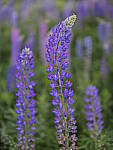 Click to see Y_DSF2695.JPG