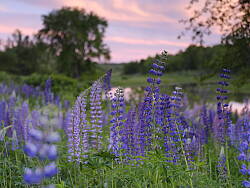Fujifilm GFX field test photo
