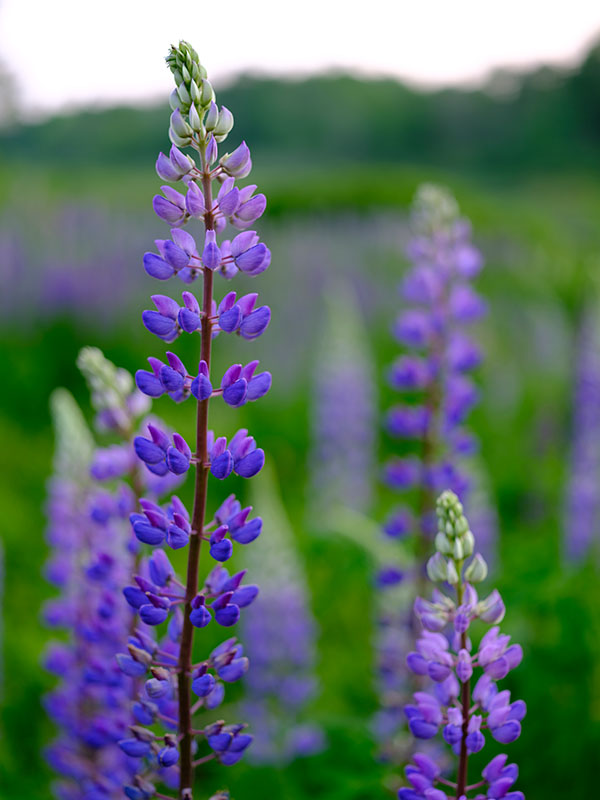 Fujifilm GFX Review: Field Test -- Gallery Image