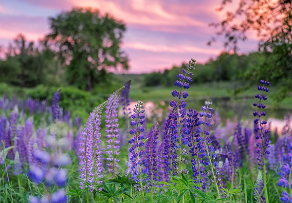 Fujifilm GFX Review: Field Test -- Gallery Image
