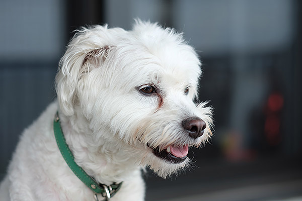 Fujifilm X-A2 Review -- Gallery Image