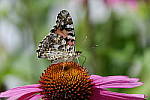 Click to see Y_DSF1539.JPG