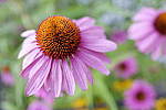 Click to see Y_DSF1582.JPG