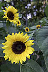 Click to see Y_DSF1589-MOD.JPG