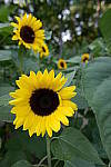 Click to see Y_DSF1589.JPG