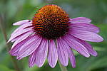 Click to see Y_DSF1622.JPG